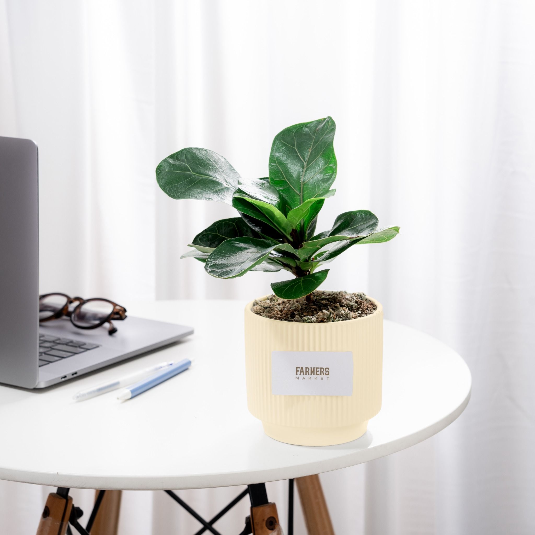  Chậu Cây Bàng Tán Lộc Bình An - GIAO NỘI THÀNH TPHCM 