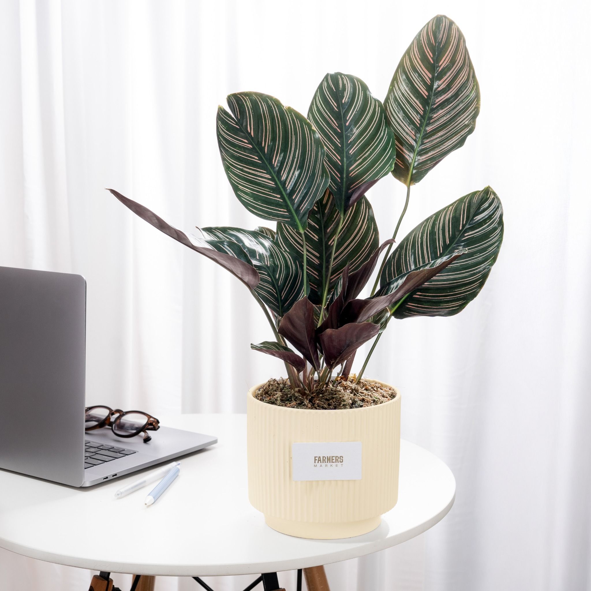  Chậu Cây Đuôi Công Hoa Tím - GIAO NỘI THÀNH TPHCM 