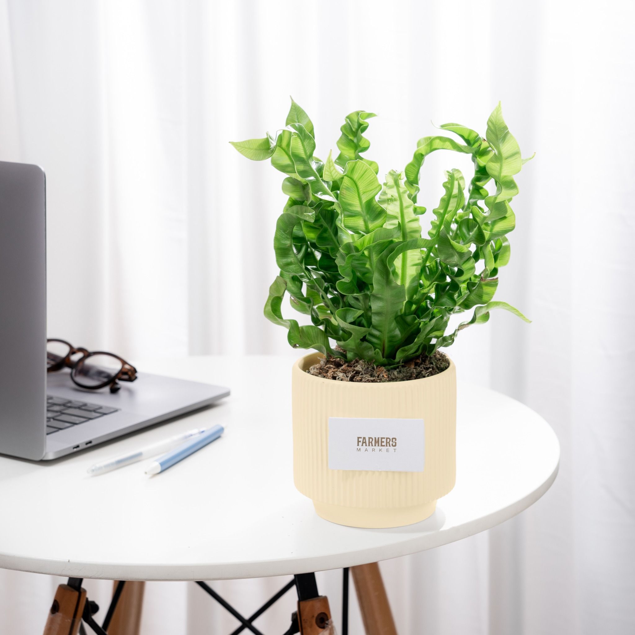  Chậu Cây Dương Xỉ Tổ Lộc An Nhiên - GIAO NỘI THÀNH TPHCM 