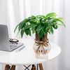 Chậu Cây Kim Ngân Phú Thủy Sinh - GIAO NỘI THÀNH TPHCM