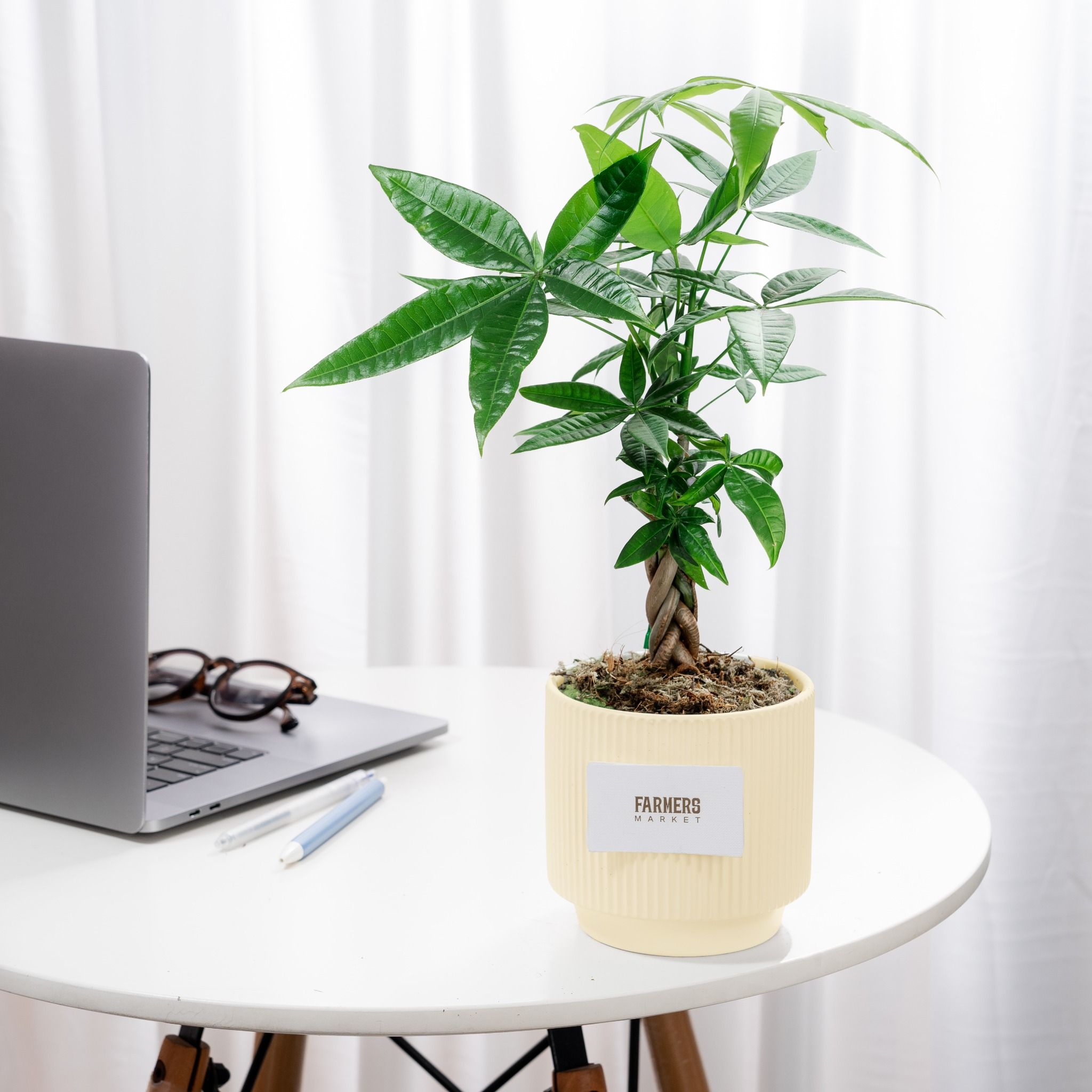  Chậu Cây Kim Ngân Vượng Phát - GIAO NỘI THÀNH TPHCM 