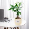 Chậu Cây Kim Ngân Vượng Phát - GIAO NỘI THÀNH TPHCM
