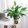 Chậu Cây Lan Ý Tịnh Tâm Hoa - GIAO NỘI THÀNH TPHCM