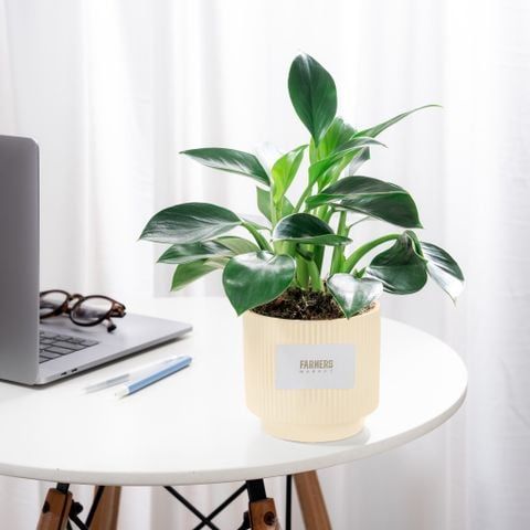  Chậu Cây Trầu Bà Đế Vương Xanh - GIAO NỘI THÀNH TPHCM 