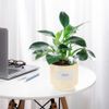 Chậu Cây Trầu Bà Đế Vương Xanh - GIAO NỘI THÀNH TPHCM
