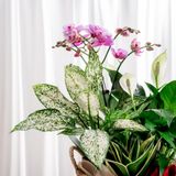  Giỏ quà Cây xanh Tứ Quý Bình An - GIAO NỘI THÀNH TPHCM 