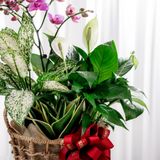  Giỏ quà Cây xanh Tứ Quý Bình An - GIAO NỘI THÀNH TPHCM 