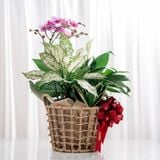  Giỏ quà Cây xanh Tứ Quý Bình An - GIAO NỘI THÀNH TPHCM 
