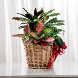  Giỏ quà Cây xanh Lộc Vàng Thịnh Vượng - GIAO NỘI THÀNH TPHCM 