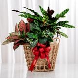  Giỏ quà Cây xanh Lộc Vàng Thịnh Vượng - GIAO NỘI THÀNH TPHCM 