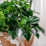  Giỏ Quà Cây Xanh Mộc Lan Vượng Khí - GIAO NỘI THÀNH TPHCM 