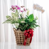  Giỏ quà Cây xanh Tứ Quý Bình An - GIAO NỘI THÀNH TPHCM 