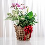  Giỏ quà Cây xanh Tứ Quý Bình An - GIAO NỘI THÀNH TPHCM 