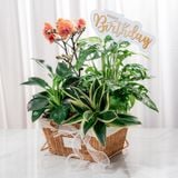  Giỏ Quà Cây Xanh Tứ Quý Vượng Phát - GIAO NỘI THÀNH TPHCM 