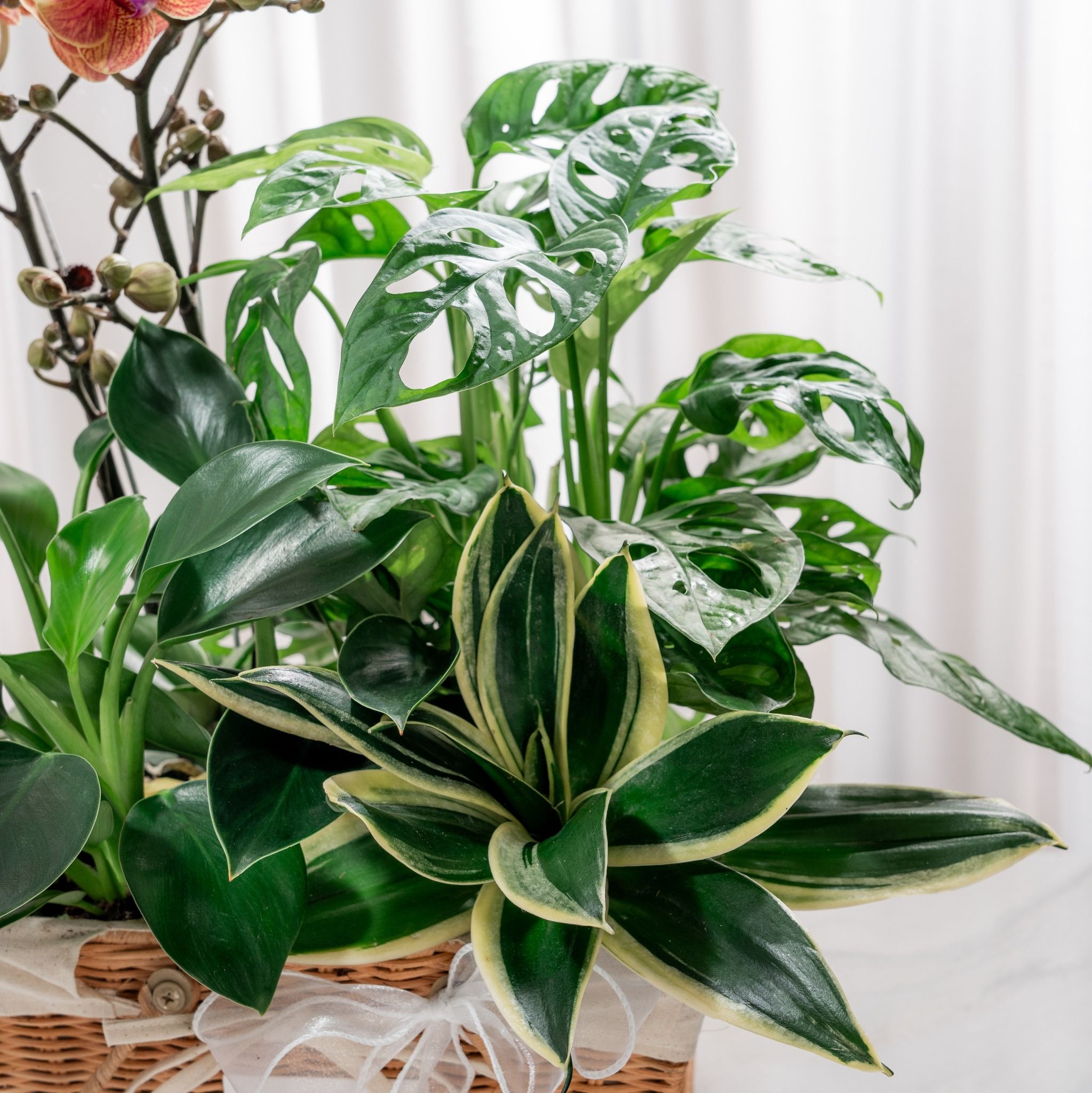  Giỏ Quà Cây Xanh Tứ Quý Vượng Phát - GIAO NỘI THÀNH TPHCM 