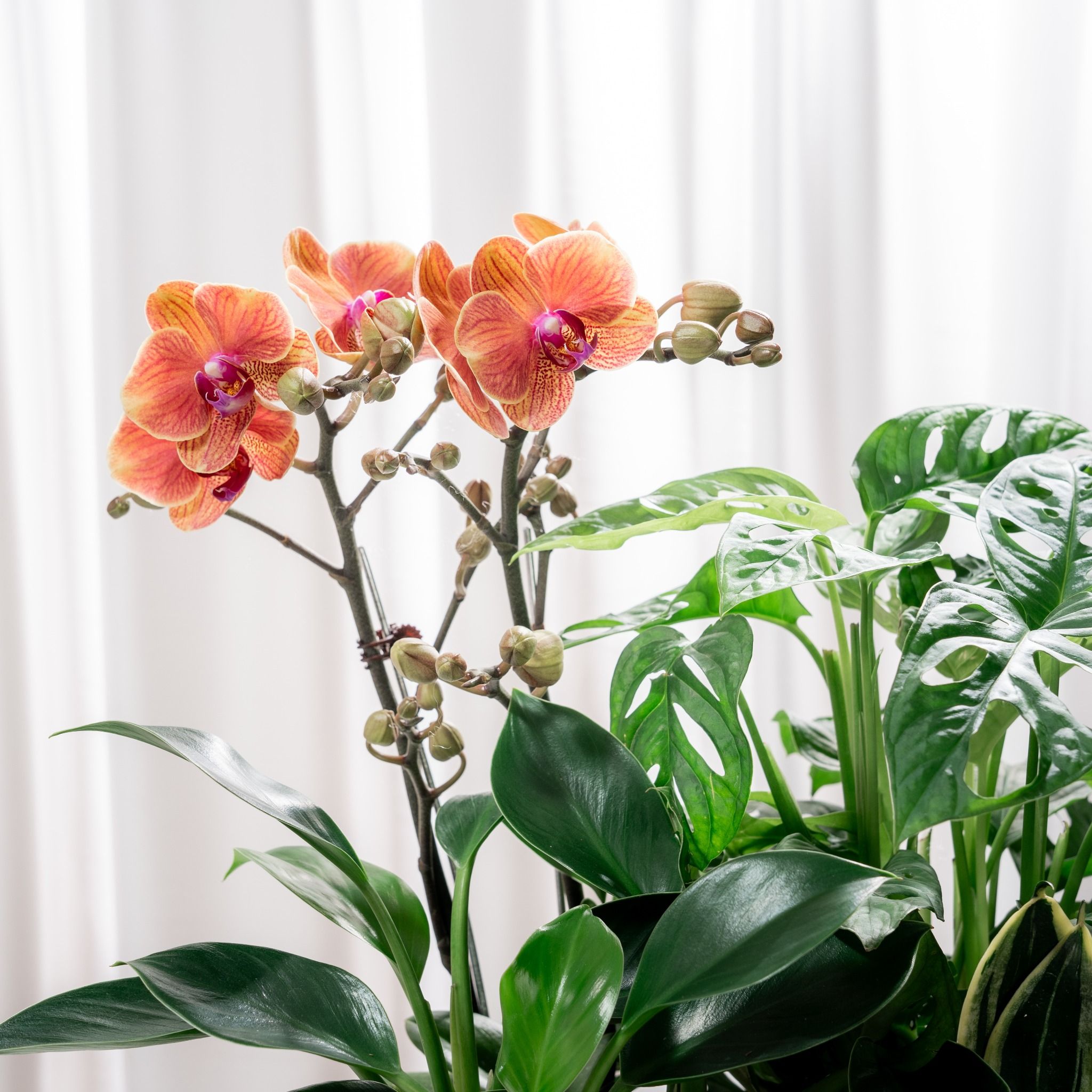  Giỏ Quà Cây Xanh Tứ Quý Vượng Phát - GIAO NỘI THÀNH TPHCM 