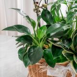  Giỏ Quà Cây Xanh Tứ Quý Vượng Phát - GIAO NỘI THÀNH TPHCM 