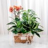Giỏ Quà Cây Xanh Tứ Quý Vượng Phát - GIAO NỘI THÀNH TPHCM