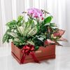 Hộp Quà Cây Xanh An Nhiên Vượng Khí - GIAO NỘI THÀNH TPHCM