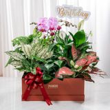  Hộp Quà Cây Xanh An Nhiên Vượng Khí - GIAO NỘI THÀNH TPHCM 