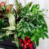  Hộp Quà Cây Xanh Lộc Xanh Cát Vượng - GIAO NỘI THÀNH TPHCM 