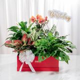  Hộp Quà Cây Xanh Ngũ Phúc Thịnh Vượng - GIAO NỘI THÀNH TPHCM 