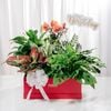Hộp Quà Cây Xanh Ngũ Phúc Thịnh Vượng - GIAO NỘI THÀNH TPHCM