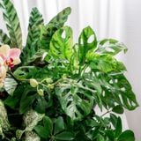  Hộp Quà Cây Xanh Phúc Lộc Xanh Nhà - GIAO NỘI THÀNH TPHCM 
