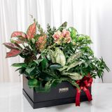  Hộp Quà Cây Xanh Phúc Lộc Xanh Nhà - GIAO NỘI THÀNH TPHCM 
