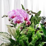  Hộp Quà Cây Xanh Vạn Diệp An Khang - GIAO NỘI THÀNH TPHCM 