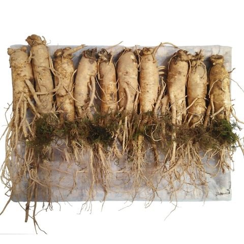 Nhân Sâm Tươi Hàn Quốc 10 Củ/kg - Hàng Đẹp Đủ Tuổi