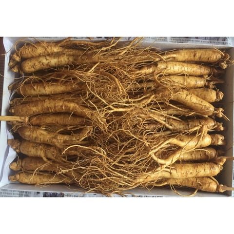 Nhân Sâm Tươi Hàn Quốc 20 - 30 Củ/kg - Hàng Đẹp Đủ Tuổi