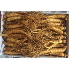Nhân Sâm Tươi Hàn Quốc 20 - 30 Củ/kg - Hàng Đẹp Đủ Tuổi