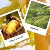 Maison Margiela Replica Under the Lemon Trees (100ml / Eau de Toilette)