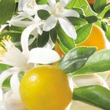 Jo Malone London Orange Blossom Cologne (Eau de Cologne/30ml)