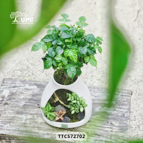 EMOTION (XÚC CẢM)