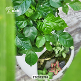 EMOTION (XÚC CẢM)