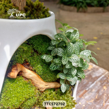 EMOTION (XÚC CẢM)