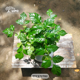 EMOTION (XÚC CẢM)