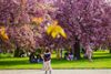 DU LỊCH MÙA XUÂN |9N8Đ|: Tour Châu Âu 5 nước: ĐỨC - HÀ LAN - PHÁP - BỈ - THUỴ SĨ | Ngắm hoa Tulip
