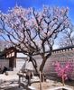 Tour Hàn Quốc: SEOUL - ĐẢO NAMI - HÁI TRÁI CÂY THEO MÙA |5N4Đ| giá cực hấp dẫn