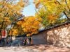 MÙA THU HÀN QUỐC – SEOUL - NAMI - CUNG ĐIỆN GYEONGBOK - NAMSAN
