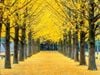 TOUR HÀN QUỐC |6N5Đ| : BUSAN - SEOUL - ĐẢO NAMI - EVERLAND - TÀU KTX