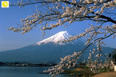 ĐÀ NẴNG - NÚI PHÚ SĨ - TOKYO_VJ_5N4Đ_24-28/02/2020