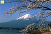 ĐÀ NẴNG - NÚI PHÚ SĨ - TOKYO_VJ_5N4Đ_24-28/02/2020