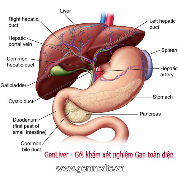 GenLiver-Gói khám xét nghiệm bệnh gan toàn diện