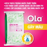  OLA GÂY MÀU: Gây màu nước, kích thích phát triển thức ăn tự nhiên 