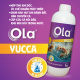  OLA YUCCA: Hấp thu khí độc, cấp cứu cá nổi đầu 