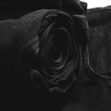  Quần Jean DEFOXX Rách Gối Slimfit 