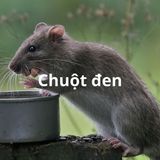 Dịch vụ diệt chuột